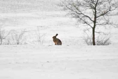 Critter Scares Boy Walking to School Image